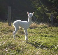 Jaspers Brush B And B - Hotel QLD