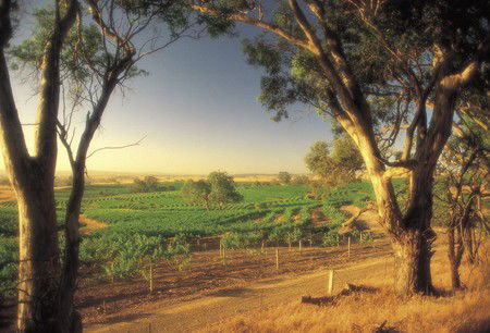 BIG 4 Barossa Tourist Park - Hotel QLD 5