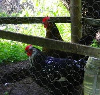 Norma's Place - Hotel QLD