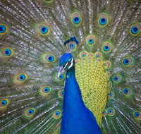 Willunga Peacock Farm Bed and Breakfast - Hotel QLD