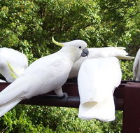 Lorikeet Lane BB - Hotel QLD