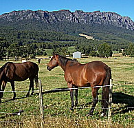 Hurlfield Farm Cottage - Hotel QLD