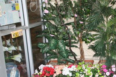 Castle Court Motor Inn - Hotel QLD 1