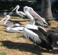 Christmas Cove Caravan Park - Hotel QLD