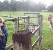 Boronia Farm Farmstay - Hotel QLD