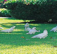 Aurora Kakadu - Hotel QLD