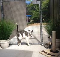 Caringbah Cat Hotel - Hotel QLD