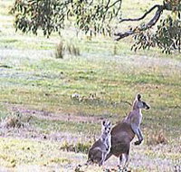Kangaroo Ridge Retreat - Hotel QLD
