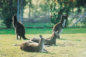Tangkuinya - Hotel QLD 0