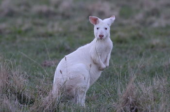 Emirates One&Only Wolgan Valley Australia - Hotel QLD 29