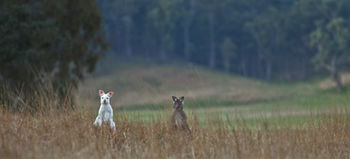 Emirates One&Only Wolgan Valley Australia - Hotel QLD 31