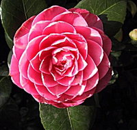 Cloverlea Gardens Bed and Breakfast - Hotel QLD