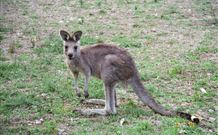 Burrinjuck Waters Holiday Park Accommodation - Hotel QLD 1