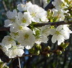 Coolah Caravan Park - Hotel QLD