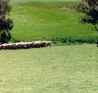 Gooromon Park Cottages - Hotel QLD