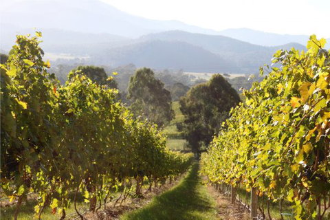 Pizzini's Vineyard Guesthouse - Hotel QLD 6