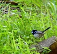 Morialta Bed And Breakfast - Hotel QLD