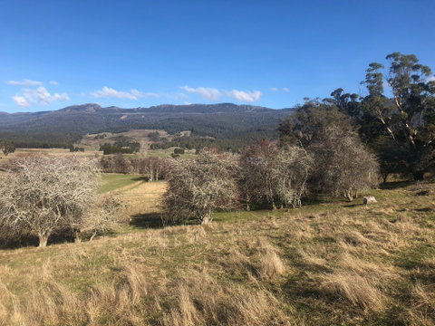 Mole Creek Hideaway - Hotel QLD 5