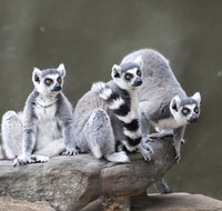 Adelaide Zoo - Hotel QLD