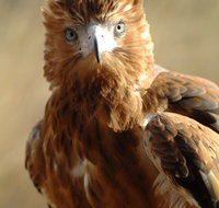 Alice Springs Desert Park - Hotel QLD