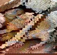 Alice Springs Reptile Centre - Hotel QLD