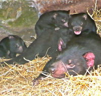 East Coast Natureworld - Hotel QLD