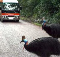 Kookaburra Tours - Hotel QLD