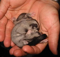 Cool Companions - Hotel QLD