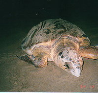 Footprints Adventures - Hotel QLD