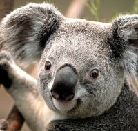 Potoroo Palace - Hotel QLD