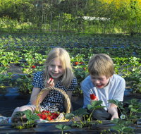Blue Hills Berries  Cherries - Hotel QLD