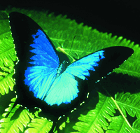 Australian Butterfly Sanctuary