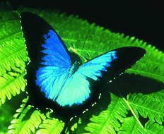 Book Cairns QLD Attractions Hotel QLD Hotel QLD