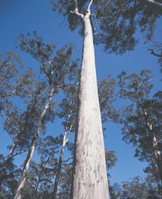 The Four Aces - Hotel QLD 0