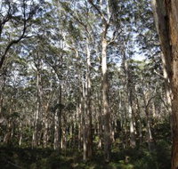 Boranup Karri Forest - Hotel QLD