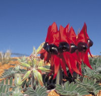 Alan Mclellan Lookout - Hotel QLD