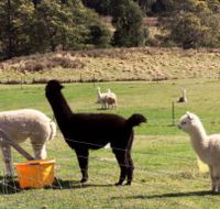 Maydena Country Cabins Accommodation  Alpaca Stud - Hotel QLD