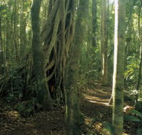 Mount Bithongabel - Hotel QLD