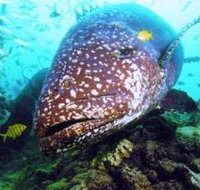 Lady Musgrave Island Dive Sites - Hotel QLD