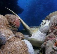 Light House Bommie Dive Site - Hotel QLD