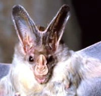 Mount Etna Caves National Park - Hotel QLD