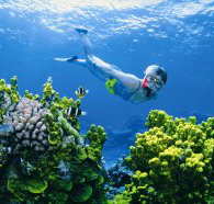 Wheeler Reef Dive Site - Hotel QLD