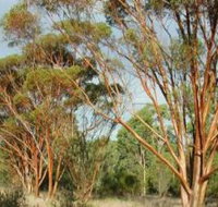 Myall Park Botanic Garden - Hotel QLD