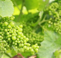 Waratah Hills Vineyard