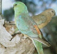 Lake Albacutya Regional Park