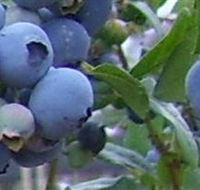 Tuckerberry Hill - Hotel QLD