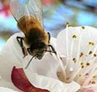 Clayridge Honey - Hotel QLD