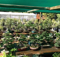 Bonsai at the Bay - Hotel QLD