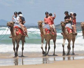 Camel Rides With Coffs Coast Camels - Hotel QLD 0