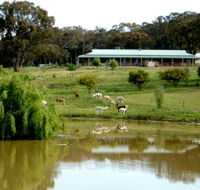 Clearview Alpacas - Hotel QLD